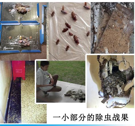 消灭白蚁的方法有哪些？哪些方法可以有效消灭白蚁-上海帮庭环境科技有限公司