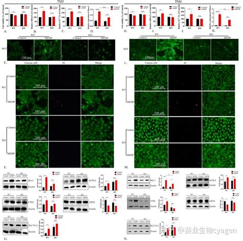 DC2.4细胞培养，一种永生化的小鼠树突状细胞培养攻略-丰晖生物 - 知乎