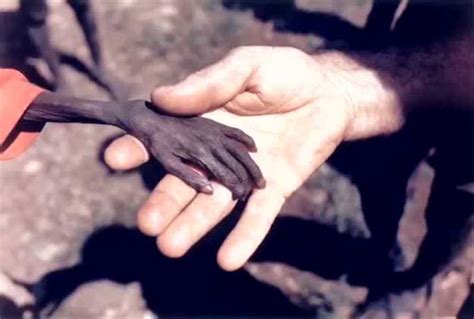 1980年世界新闻摄影奖！乌干达，饥饿的男孩和一名传教士的手！