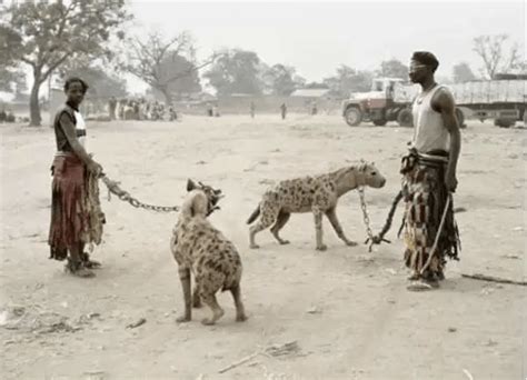 鬣狗以为抢猎豹食物很容易，想不到被战斗力爆表母猎豹驱赶_猎物
