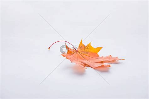 一片白色的秋天橙色枫叶高清图片下载-正版图片503376446-摄图网