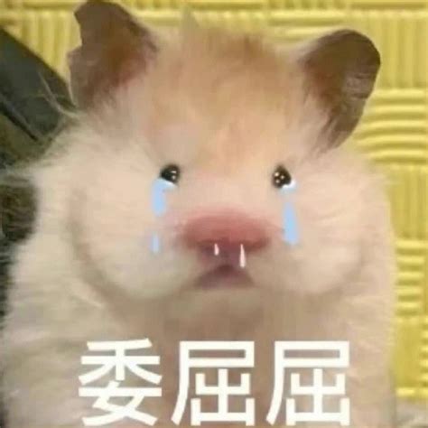 愁哭可爱表情包图片