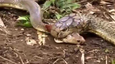遇到凶猛的眼镜王蛇，蟒蛇也只能被活活吞掉。_腾讯视频