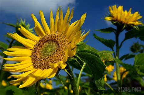 夏天都有什么花开放（盘点三十种夏季开放的花卉） – 碳资讯