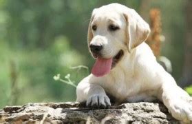 拉布拉多犬,12到15个月,寻回犬,气促,动物舌头,狗,白色背景,垂直画幅,正面视角,留白摄影素材,汇图网www.huitu.com