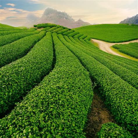 中国6大茶山排行榜-中国有名的茶山有哪些-排行榜123网