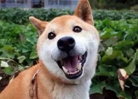 柴犬北登图片