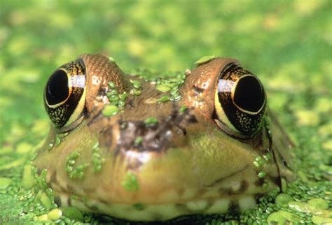 青蛙是几级保护动物，为什么青蛙是国家三级保护动物