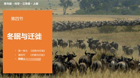 青岛版（六三制2017秋）三年级上册1.4 冬眠与迁徙 课件(共32张PPT+视频)-21世纪教育网