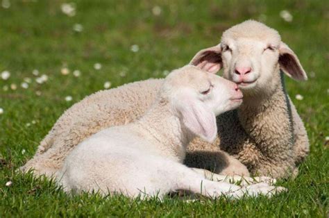 繁殖母羊不同阶段的饲养管理