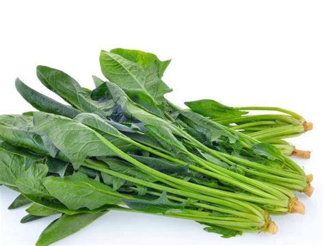 菠菜的食用部分属于叶吗，菠菜根吃了有什么好处 - 鲜淘网