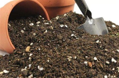 蝴蝶兰的土壤怎么配（最简单的营养土配法） - 花百科
