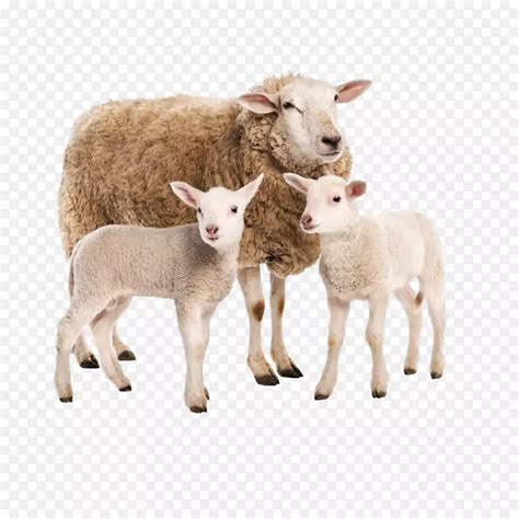 牛羊预混料品牌英美尔饲料代理加盟全国招商