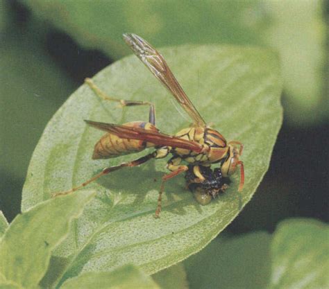 台湾马蜂-中国昆虫生态-图片
