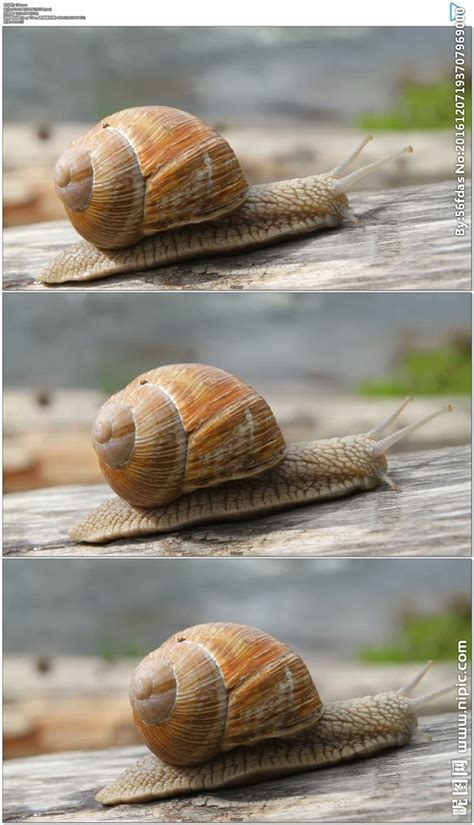 蜗牛 - 知乎