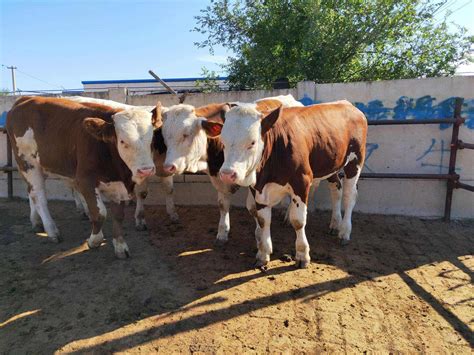 西门塔尔300斤牛苗价格小肉牛犊,肉牛犊价格,价格低 全国-食品商务网