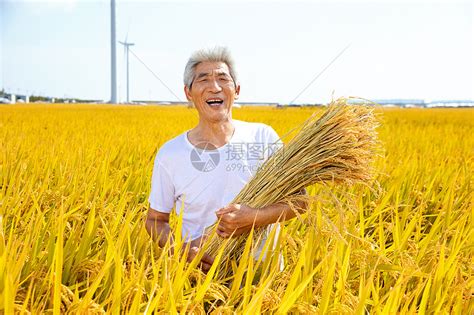 秋季农民稻田丰收高清图片下载-正版图片501428893-摄图网
