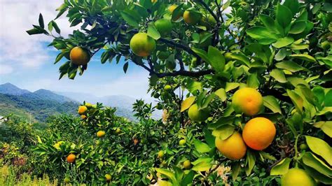 湖南新宁：精准服务脐橙产业链 帮助五万果农脱贫 - 区县动态 - 湖南在线 - 华声在线