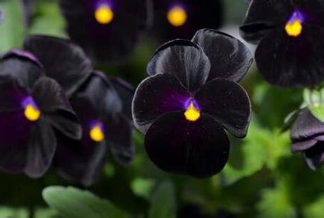 奇奇奇，世界上真有黑色的花？这些独特的花朵你见过没有？|花朵|郁金香|花卉_新浪新闻
