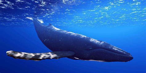 鲸鱼的种类分布及生活习性大全 - 动物小百科