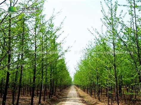 伴随生长而整形！梨树改良主干形简化修剪-种植技术-中国花木网