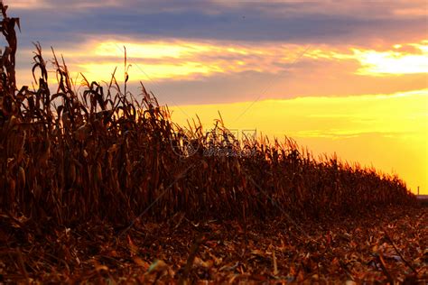 粮食收成玉米田准备在夏光之夜收割了生长高清图片下载-正版图片307602905-摄图网