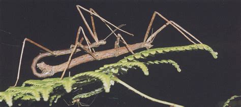 与竹节虫十分像的昆虫,长得跟竹节虫似的,竹节虫爬得快吗_大山谷图库