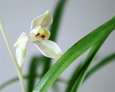 玉芙蓉图片