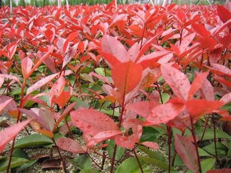 红叶石楠-形态展示一-湖南泽熙林业香樟树基地