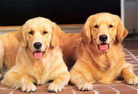 纯种拉布拉多犬幼犬狗狗出售 宠物拉布拉多犬可支付宝交易 拉布拉多犬 /编号10064400 - 宝贝它