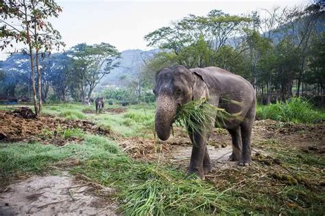苹果浏览器最大值亚洲象吃草或在亚洲野生物照片中喂食鼻子高清图片下载-正版图片307842838-摄图网