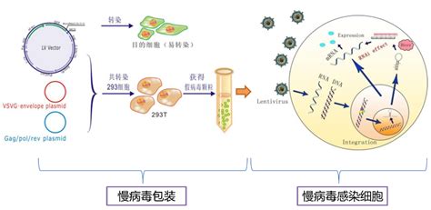 细胞转染实验步骤-细胞转染试剂-LNP脂质体-sirna转染试剂-转染效率
