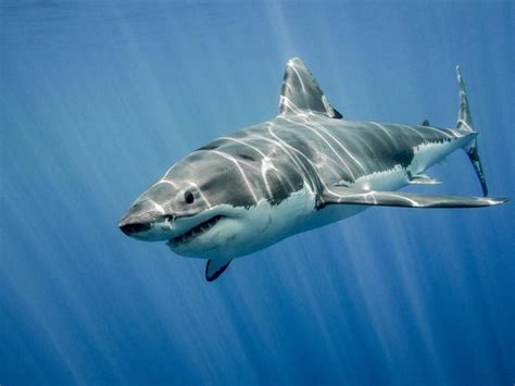 世界上十大最厉害动物：大白鲨、老虎均榜上有名_巴拉排行榜