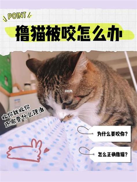 手指被猫咬破了怎么办，请问被猫咬到手指了怎么办？ - 综合百科 - 绿润百科