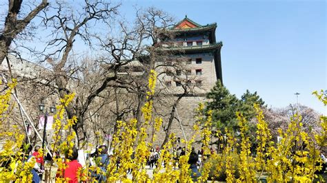 2019北京明城墙遗址公园梅花文化节“抢先看”-市区-墙根网