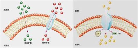 Nature子刊：一种由DNA组成的可逆门控蛋白质运输膜通道 - 生物通