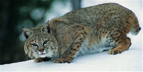 威武大型猫——猞猁，曾经被人们臆想为是魔鬼的象征，到处被捕杀，如今已跨入濒危物种行列- 中国生物多样性保护与绿色发展基金会