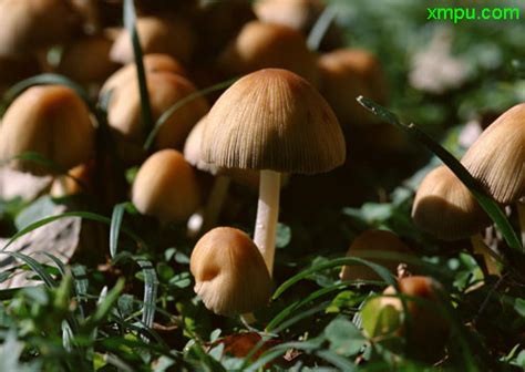 蘑菇的种类有哪些？十种常见可食用蘑菇