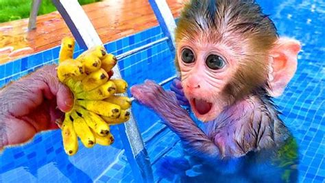 小猴子在泳池里玩水气球和小狗玩的非常的开心！_高清1080P在线观看平台_腾讯视频