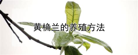 黄桷兰树扦插繁殖的具体方法？（成活率要高）