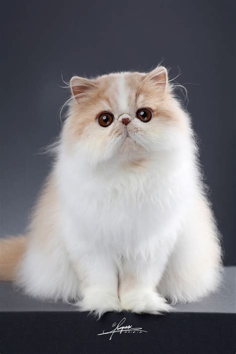 波斯猫是什么猫咪,波斯猫的喂食要点有哪些