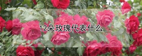 12朵玫瑰花代表什么意思?