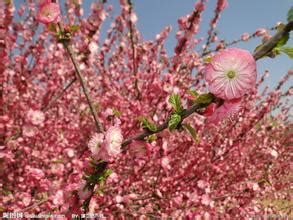 我的植物朋友桃花-写物作文350字（通用7篇）