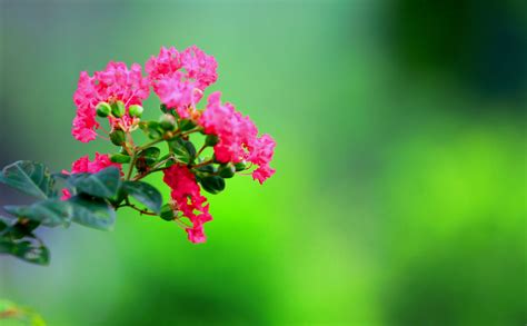 传说有一种花叫“彩虹千年木”,谁知道它名字的由来?