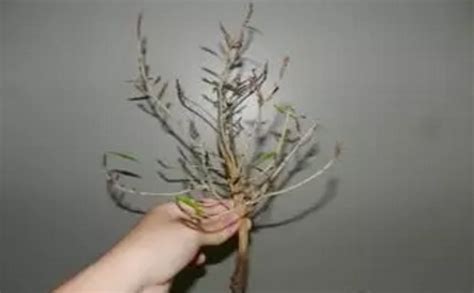 榕树扦插多长时间可以生根