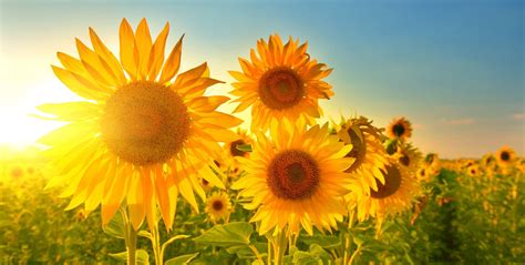 太阳花一般都在什么时候盛开的?