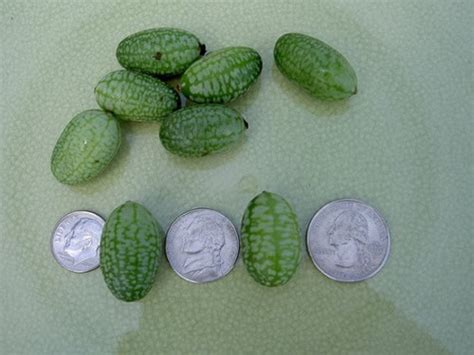 有一种最小最小的西瓜,里边是红色的叫什么名
