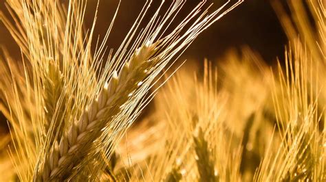 1亩地麦能收多少麦