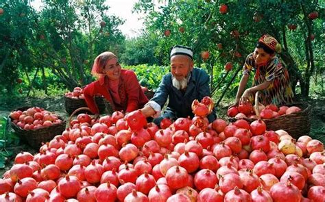 狼与石榴600字作文【汇总5则】