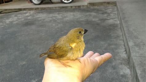 麻雀飞进家里什么风水